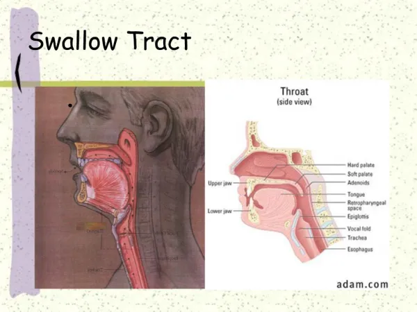 Swallow Tract
