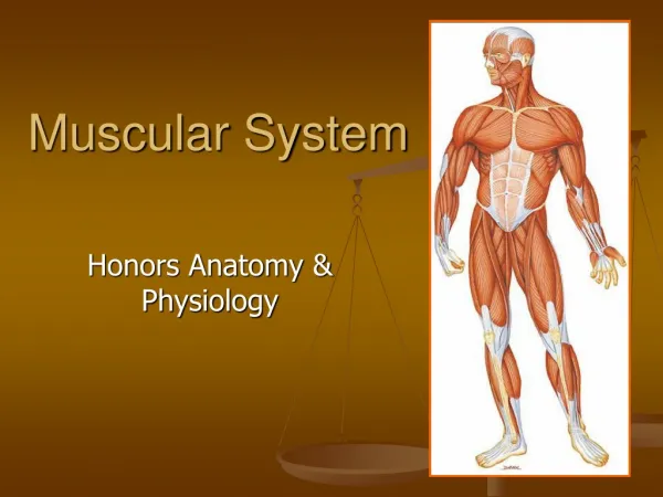 Muscular System