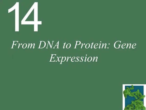 From DNA to Protein: Gene Expression