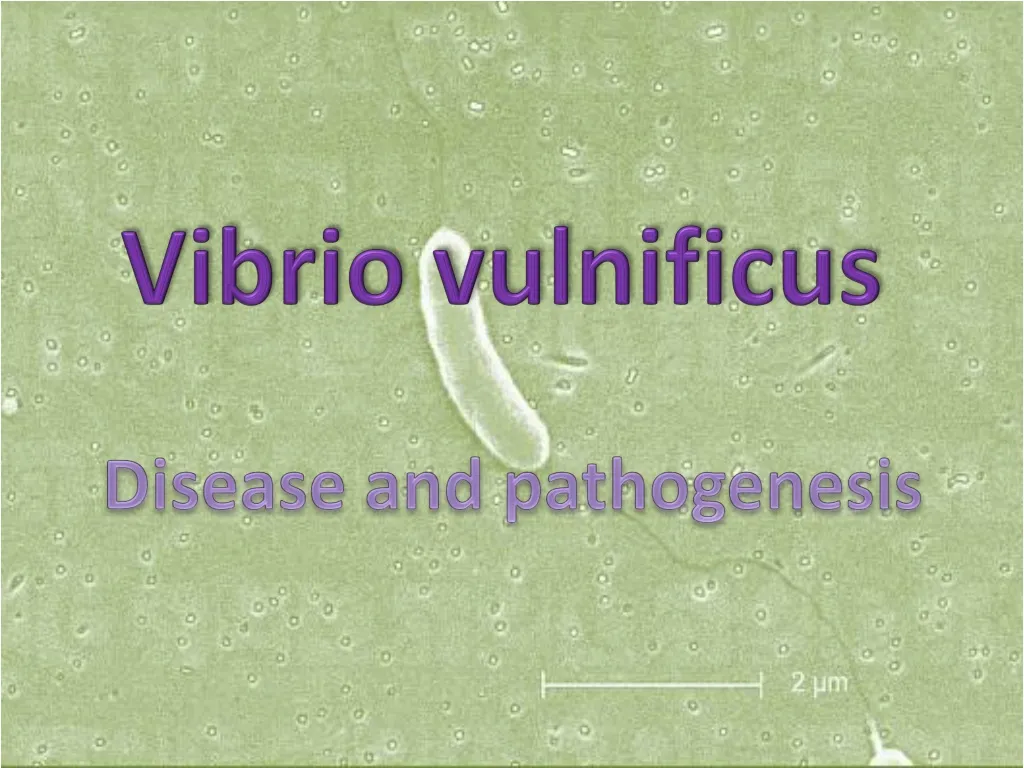 vibrio vulnificus