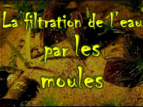 La filtration de l eau par les moules