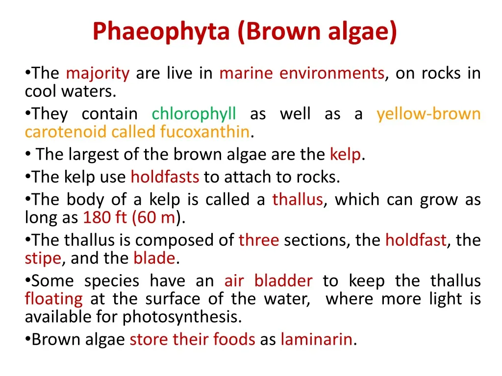phaeophyta brown algae