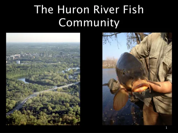The Huron River Fish Community