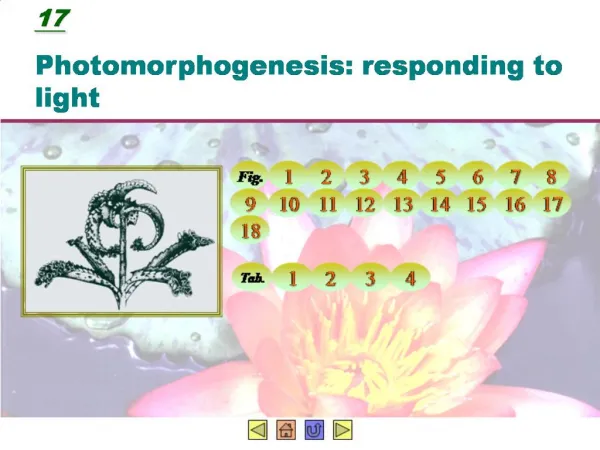 17 Photomorphogenesis: responding to light