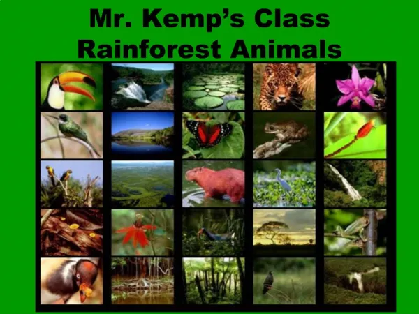 Mr. Kemp s Class Rainforest Animals