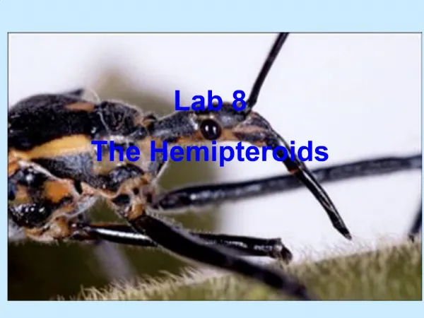 Lab 8 The Hemipteroids