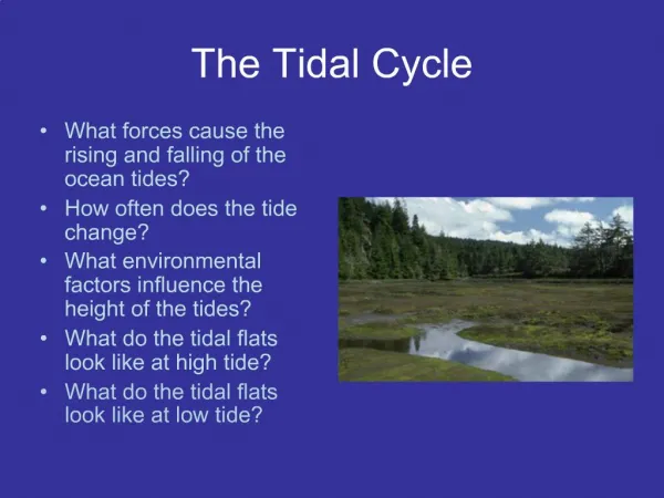 The Tidal Cycle