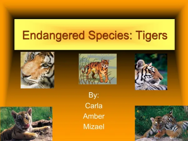 Endangered Species: Tigers