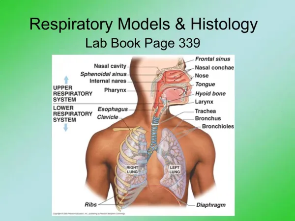Respiratory Models Histology