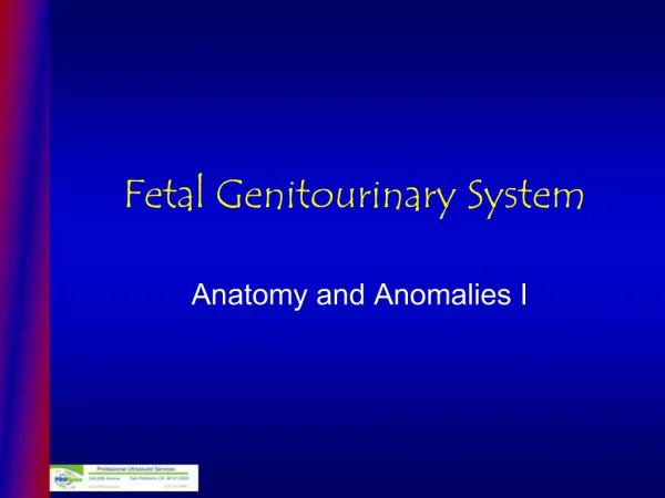 Fetal Genitourinary System