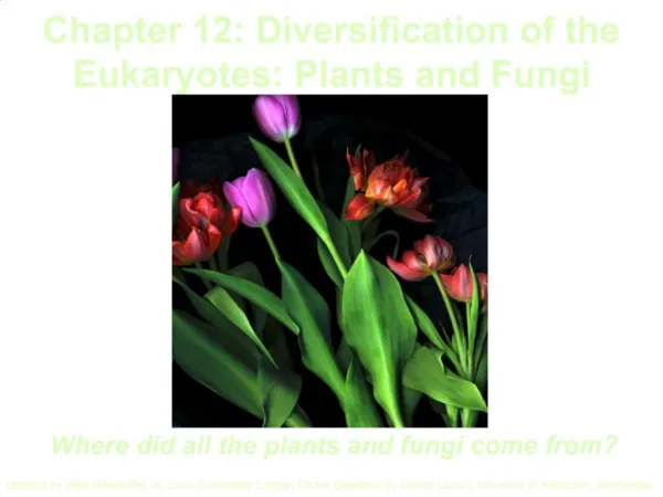 Chapter 12: Diversification of the Eukaryotes: Plants and Fungi