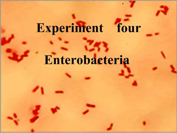 Experiment four Enterobacteria