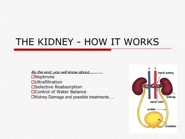 THE KIDNEY - HOW IT WORKS