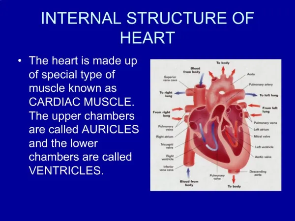 INTERNAL STRUCTURE OF HEART