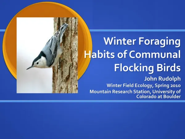 Winter Foraging Habits of Communal Flocking Birds