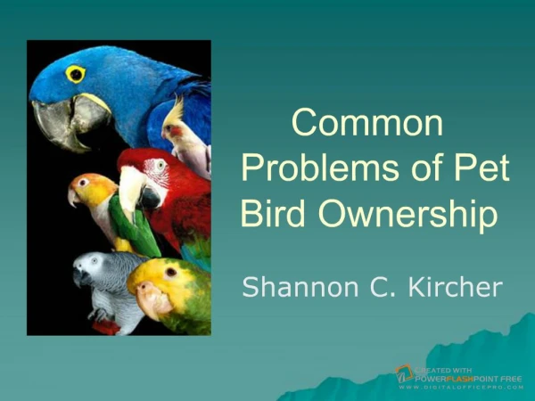 Common Problems of Pet Bird Ownership