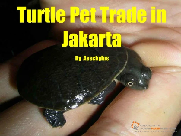 Indonesian turtles are very appreciated in the International pet trade