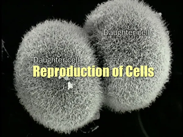 Reproduction of Cells