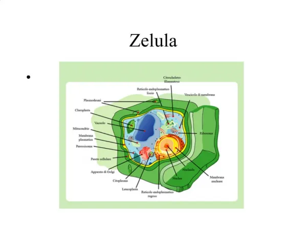 Zelula
