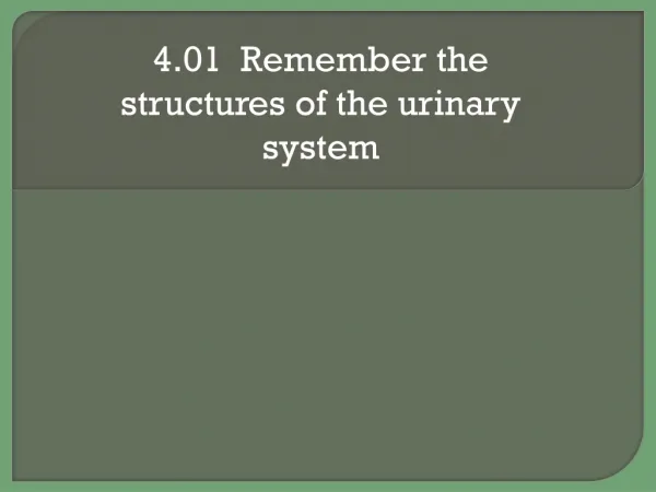 4.01 Remember the structures of the urinary system