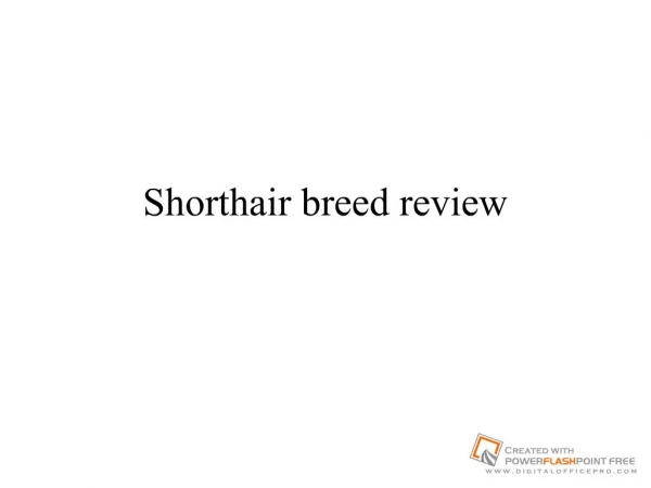 Shorthair breed review