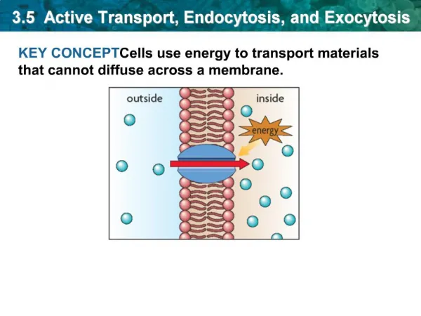 3.5 Active Transport, Endocytosis, and Exocytosis