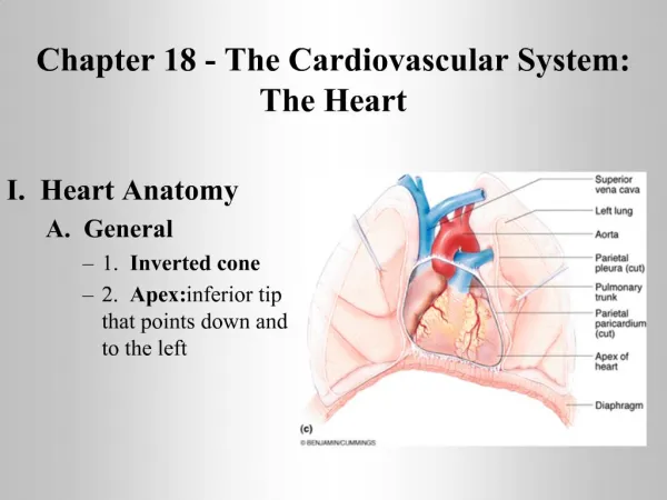 Chapter 18 - The Cardiovascular System: The Heart