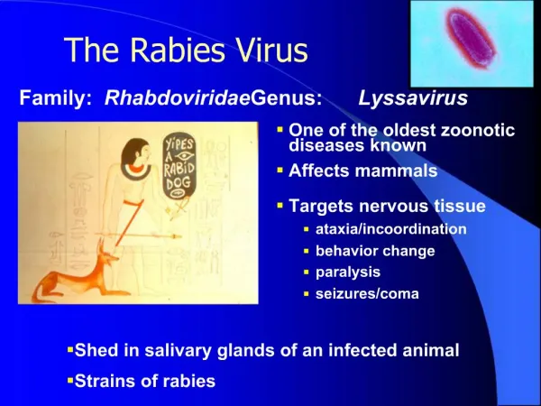 The Rabies Virus