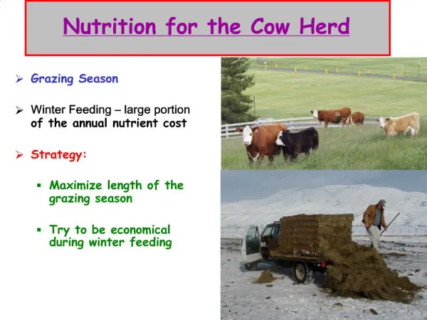Nutrition for the Cow Herd