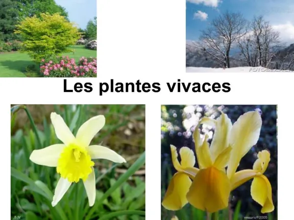 Les plantes vivaces
