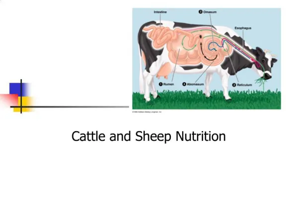 Cattle and Sheep Nutrition