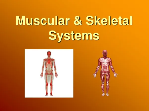 Muscular &amp; Skeletal Systems