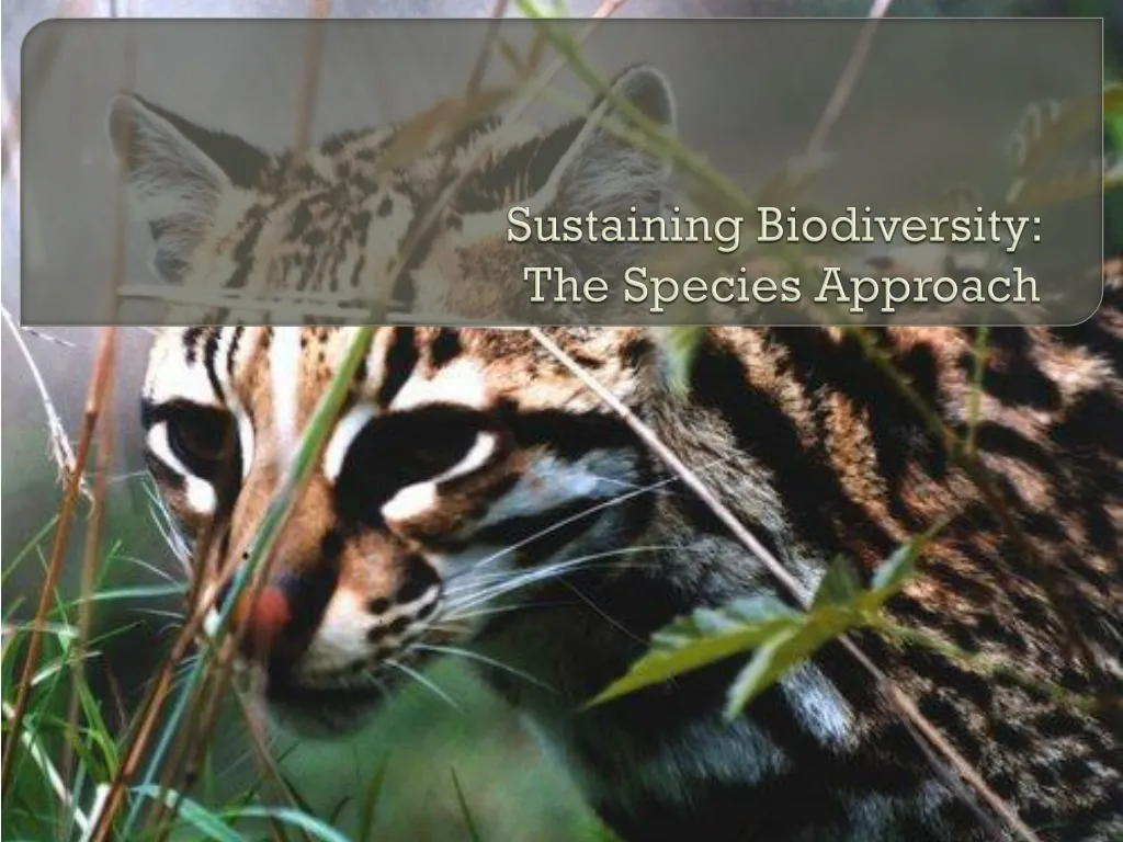 sustaining biodiversity the species approach