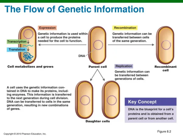 The Flow of Genetic Information