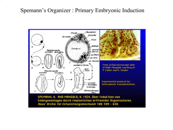 Spemann s Organizer : Primary Embryonic Induction