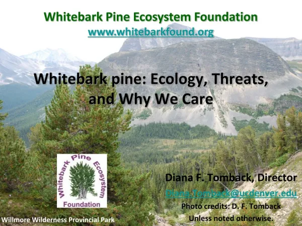 Whitebark pine: Ecology, Threats, and Why We Care