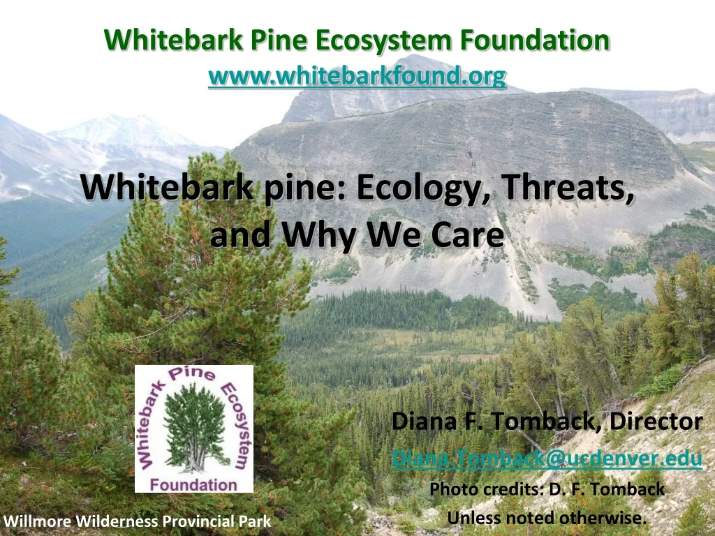 whitebark pine ecology threats and why we care