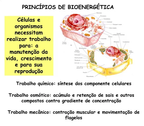 PRINC PIOS DE BIOENERG TICA