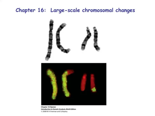 Chapter 16: Large-scale chromosomal changes
