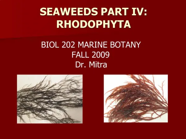 SEAWEEDS PART IV: RHODOPHYTA
