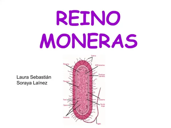 REINO MONERAS
