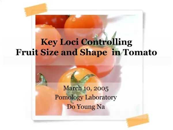 Key Loci Controlling Fruit Size and Shape in Tomato