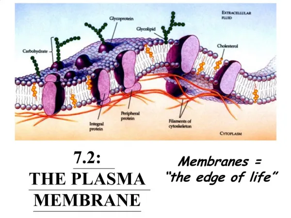 7.2: THE PLASMA MEMBRANE