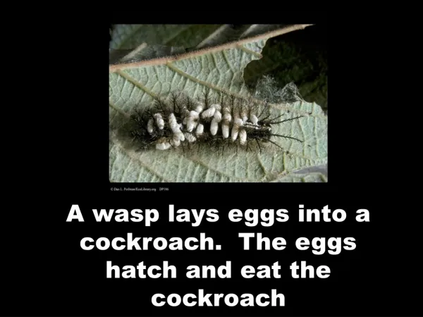 A wasp lays eggs into a cockroach. The eggs hatch and eat the cockroach