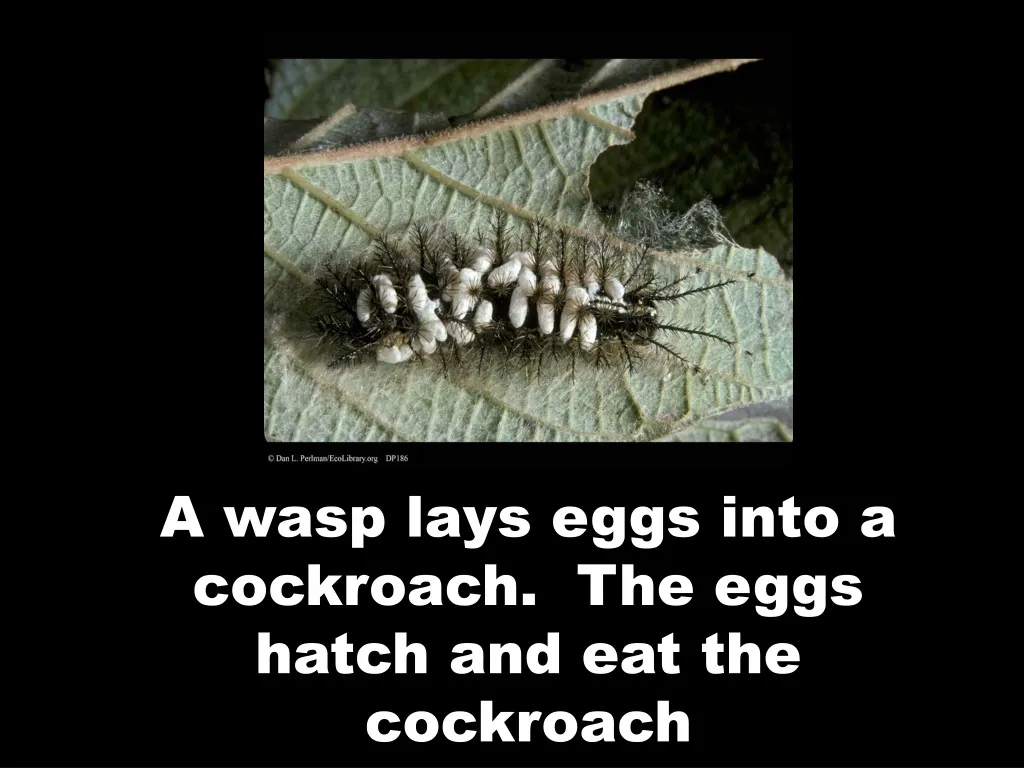a wasp lays eggs into a cockroach the eggs hatch and eat the cockroach