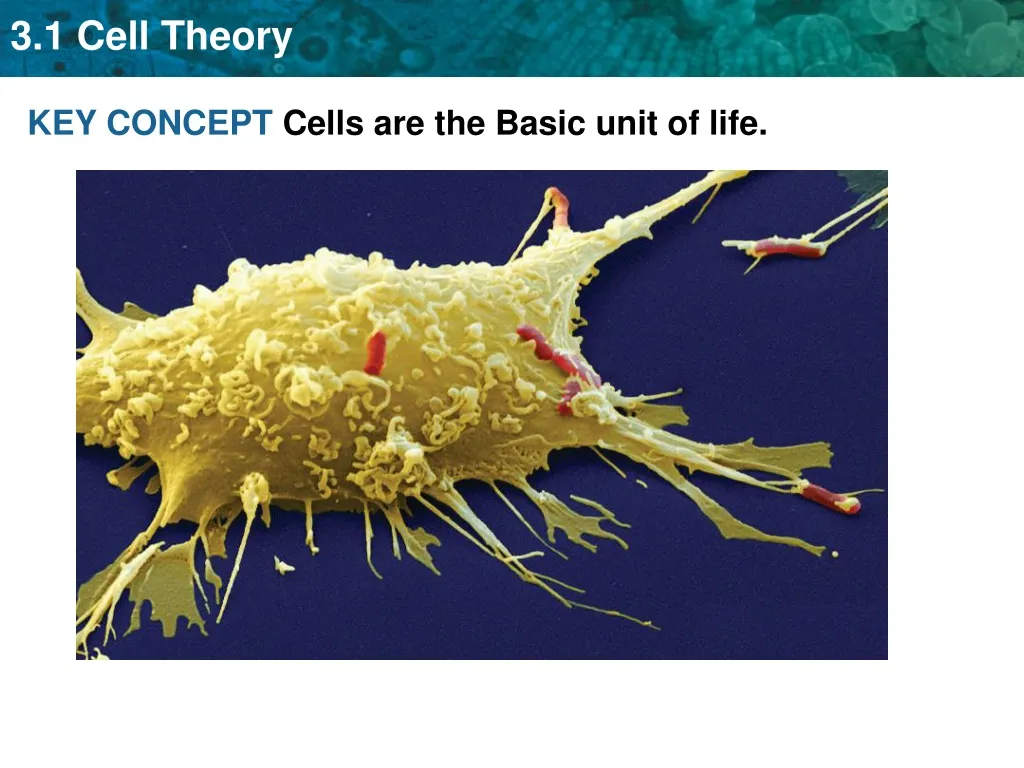 key concept cells are the basic unit of life