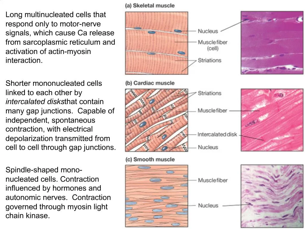 PPT - Long multinucleated cells that respond only to motor-nerve ...