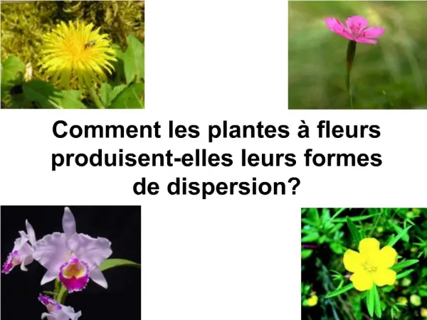 Comment les plantes fleurs produisent-elles leurs formes de dispersion