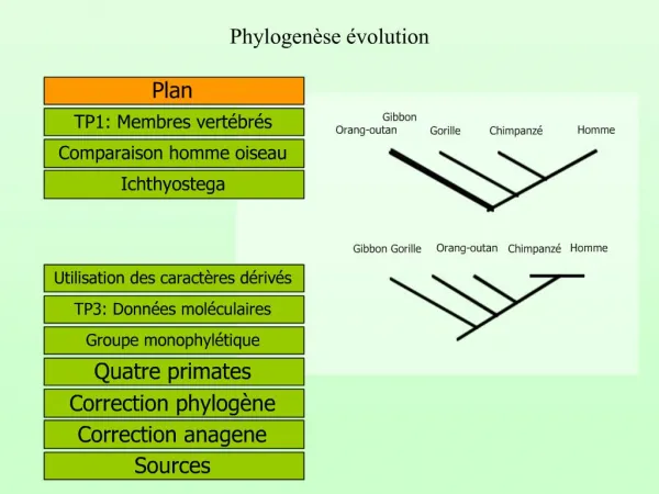 Phylogen se volution
