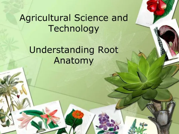 Agricultural Science and Technology Understanding Root Anatomy